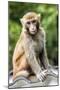 China 10MKm2 Collection - Monkey Portrait-Philippe Hugonnard-Mounted Photographic Print