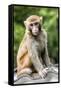 China 10MKm2 Collection - Monkey Portrait-Philippe Hugonnard-Framed Stretched Canvas