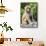 China 10MKm2 Collection - Monkey Portrait-Philippe Hugonnard-Framed Stretched Canvas displayed on a wall