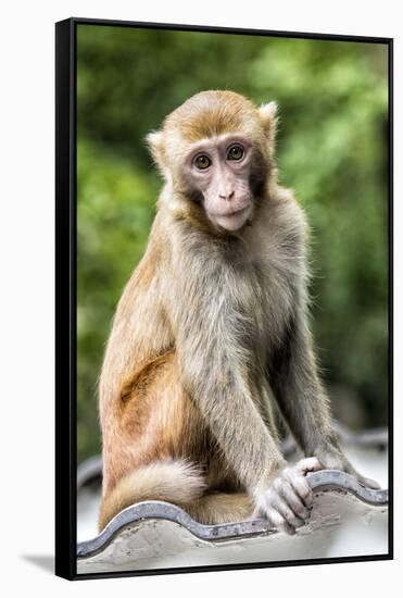 China 10MKm2 Collection - Monkey Portrait-Philippe Hugonnard-Framed Stretched Canvas