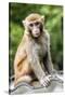 China 10MKm2 Collection - Monkey Portrait-Philippe Hugonnard-Stretched Canvas