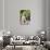 China 10MKm2 Collection - Monkey Portrait-Philippe Hugonnard-Photographic Print displayed on a wall