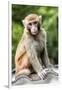 China 10MKm2 Collection - Monkey Portrait-Philippe Hugonnard-Framed Photographic Print