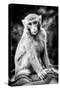 China 10MKm2 Collection - Monkey Portrait-Philippe Hugonnard-Stretched Canvas