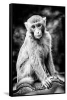 China 10MKm2 Collection - Monkey Portrait-Philippe Hugonnard-Framed Stretched Canvas