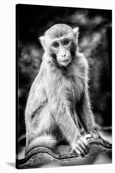 China 10MKm2 Collection - Monkey Portrait-Philippe Hugonnard-Stretched Canvas