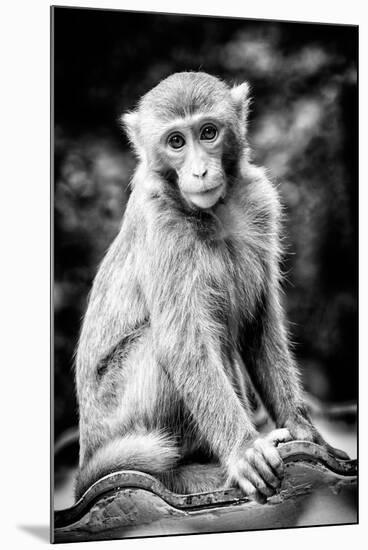 China 10MKm2 Collection - Monkey Portrait-Philippe Hugonnard-Mounted Premium Photographic Print