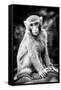 China 10MKm2 Collection - Monkey Portrait-Philippe Hugonnard-Framed Stretched Canvas