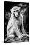 China 10MKm2 Collection - Monkey Portrait-Philippe Hugonnard-Stretched Canvas