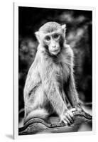 China 10MKm2 Collection - Monkey Portrait-Philippe Hugonnard-Framed Photographic Print