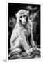 China 10MKm2 Collection - Monkey Portrait-Philippe Hugonnard-Framed Photographic Print