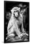 China 10MKm2 Collection - Monkey Portrait-Philippe Hugonnard-Framed Photographic Print