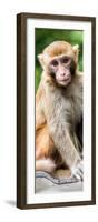 China 10MKm2 Collection - Monkey Portrait-Philippe Hugonnard-Framed Photographic Print