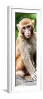 China 10MKm2 Collection - Monkey Portrait-Philippe Hugonnard-Framed Photographic Print