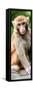 China 10MKm2 Collection - Monkey Portrait-Philippe Hugonnard-Framed Stretched Canvas