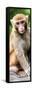 China 10MKm2 Collection - Monkey Portrait-Philippe Hugonnard-Framed Stretched Canvas