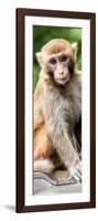 China 10MKm2 Collection - Monkey Portrait-Philippe Hugonnard-Framed Photographic Print