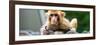 China 10MKm2 Collection - Monkey Portrait-Philippe Hugonnard-Framed Photographic Print