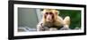 China 10MKm2 Collection - Monkey Portrait-Philippe Hugonnard-Framed Photographic Print