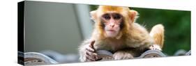 China 10MKm2 Collection - Monkey Portrait-Philippe Hugonnard-Stretched Canvas