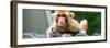 China 10MKm2 Collection - Monkey Portrait-Philippe Hugonnard-Framed Photographic Print