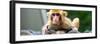 China 10MKm2 Collection - Monkey Portrait-Philippe Hugonnard-Framed Photographic Print