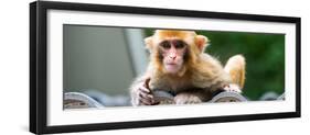 China 10MKm2 Collection - Monkey Portrait-Philippe Hugonnard-Framed Photographic Print