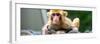 China 10MKm2 Collection - Monkey Portrait-Philippe Hugonnard-Framed Photographic Print