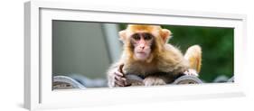 China 10MKm2 Collection - Monkey Portrait-Philippe Hugonnard-Framed Photographic Print