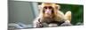 China 10MKm2 Collection - Monkey Portrait-Philippe Hugonnard-Mounted Photographic Print