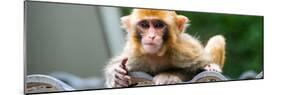 China 10MKm2 Collection - Monkey Portrait-Philippe Hugonnard-Mounted Photographic Print