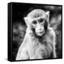 China 10MKm2 Collection - Monkey Portrait-Philippe Hugonnard-Framed Stretched Canvas