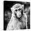 China 10MKm2 Collection - Monkey Portrait-Philippe Hugonnard-Stretched Canvas