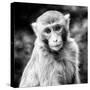 China 10MKm2 Collection - Monkey Portrait-Philippe Hugonnard-Stretched Canvas