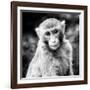 China 10MKm2 Collection - Monkey Portrait-Philippe Hugonnard-Framed Photographic Print