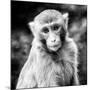 China 10MKm2 Collection - Monkey Portrait-Philippe Hugonnard-Mounted Photographic Print