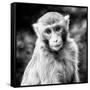 China 10MKm2 Collection - Monkey Portrait-Philippe Hugonnard-Framed Stretched Canvas