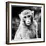 China 10MKm2 Collection - Monkey Portrait-Philippe Hugonnard-Framed Photographic Print