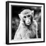 China 10MKm2 Collection - Monkey Portrait-Philippe Hugonnard-Framed Photographic Print