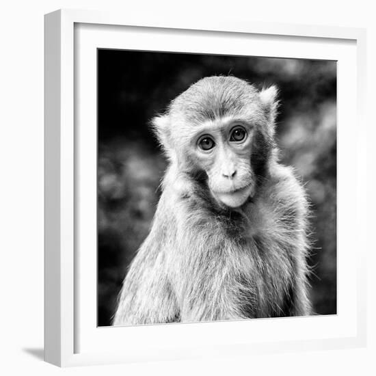 China 10MKm2 Collection - Monkey Portrait-Philippe Hugonnard-Framed Photographic Print