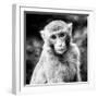 China 10MKm2 Collection - Monkey Portrait-Philippe Hugonnard-Framed Photographic Print