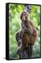 China 10MKm2 Collection - Monkey Portrait-Philippe Hugonnard-Framed Stretched Canvas