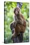 China 10MKm2 Collection - Monkey Portrait-Philippe Hugonnard-Stretched Canvas