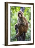 China 10MKm2 Collection - Monkey Portrait-Philippe Hugonnard-Framed Photographic Print