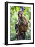 China 10MKm2 Collection - Monkey Portrait-Philippe Hugonnard-Framed Photographic Print