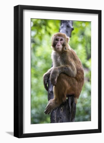 China 10MKm2 Collection - Monkey Portrait-Philippe Hugonnard-Framed Photographic Print