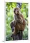 China 10MKm2 Collection - Monkey Portrait-Philippe Hugonnard-Framed Photographic Print