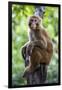 China 10MKm2 Collection - Monkey Portrait-Philippe Hugonnard-Framed Photographic Print