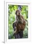 China 10MKm2 Collection - Monkey Portrait-Philippe Hugonnard-Framed Premium Photographic Print