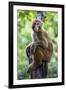 China 10MKm2 Collection - Monkey Portrait-Philippe Hugonnard-Framed Premium Photographic Print